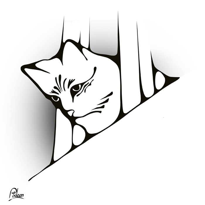 Chat observateur